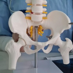 改善骨盆前傾要多久？揭密高效矯正時程與3大階段